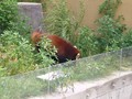 [旭山動物園]レッサーパンダ