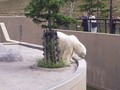 [旭山動物園]ホッキョクグマ