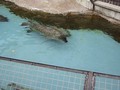 [旭山動物園]泳ぐアザラシ