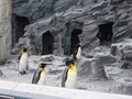 [旭山動物園]ペンギンズ