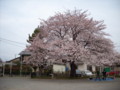 [桜]