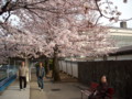 [桜]