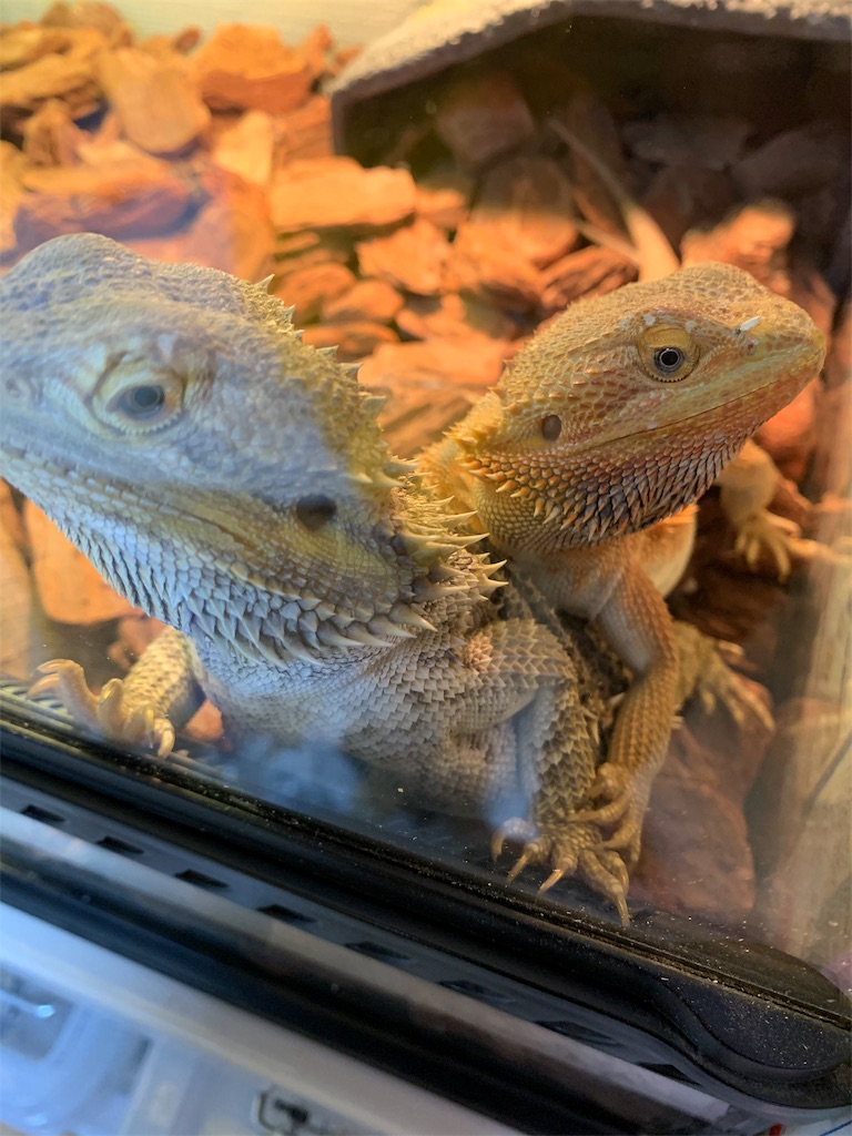 f:id:fusion2003:20191022214141j:image