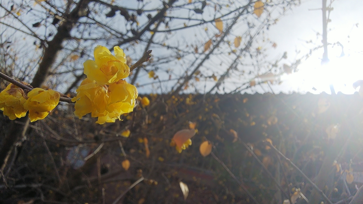 f:id:futaba1107:20210124104958j:plain