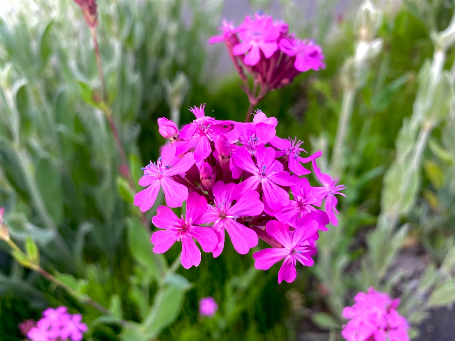 f:id:futabacoffee:20200710081501j:image