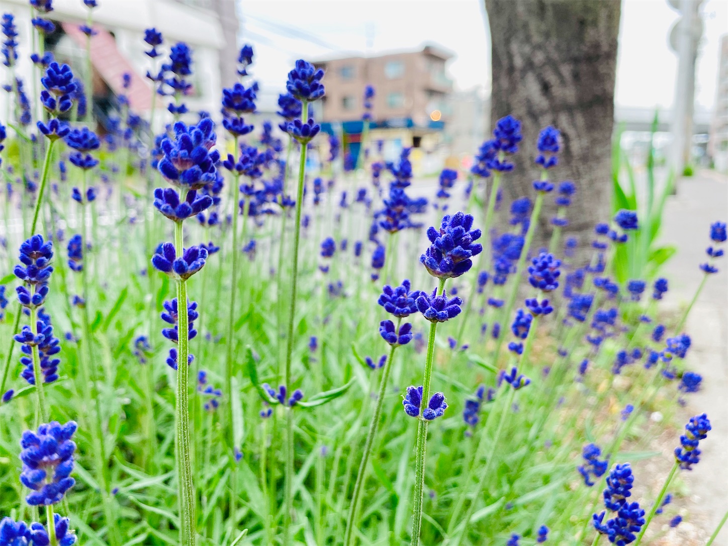 f:id:futabacoffee:20200710081527j:image