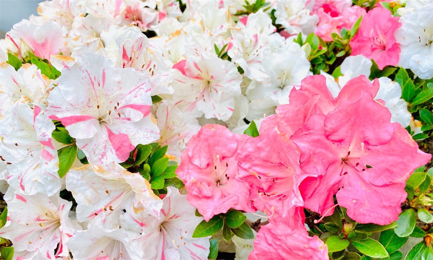 f:id:futabacoffee:20200710081554j:image