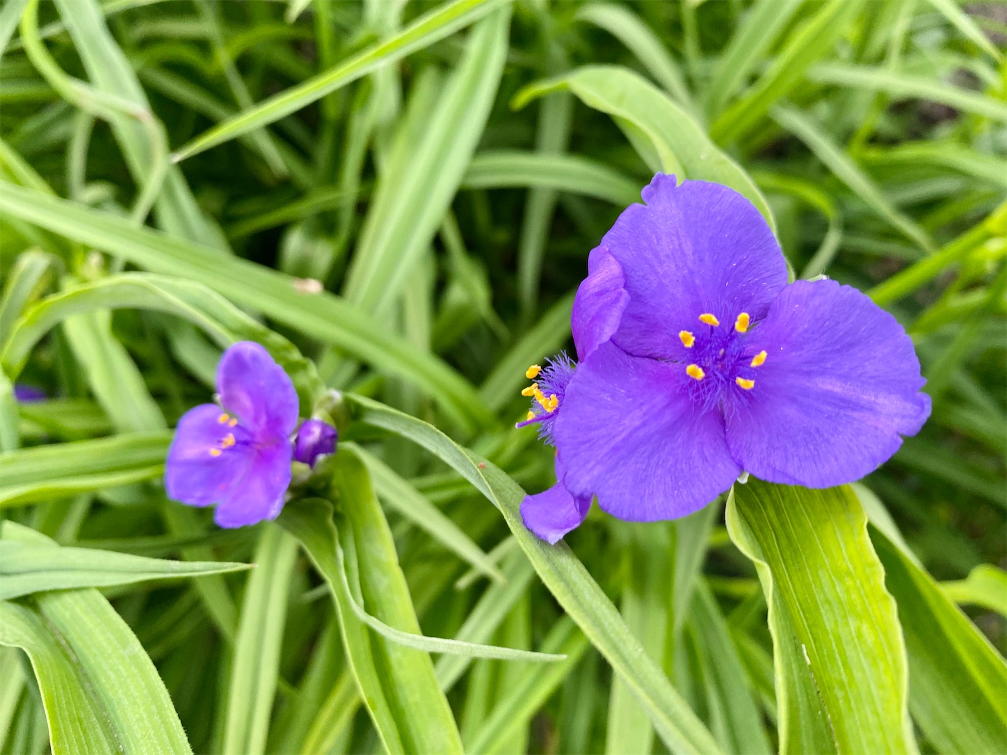 f:id:futabacoffee:20200710081616j:image