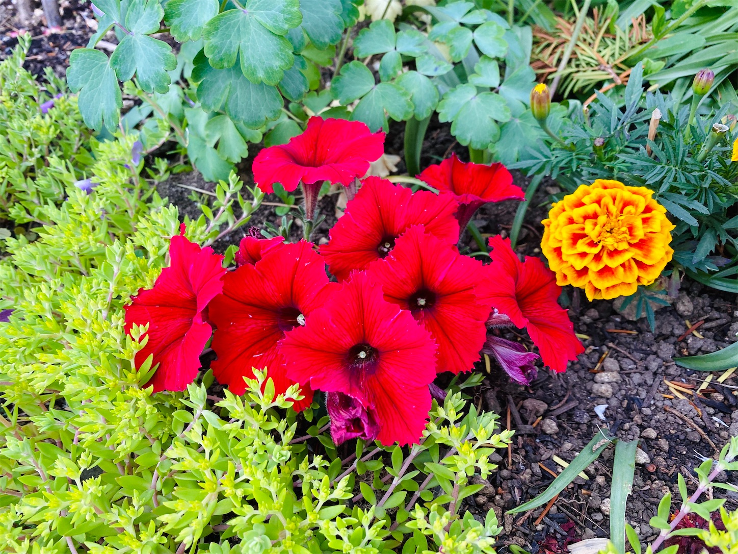 f:id:futabacoffee:20200710081654j:image