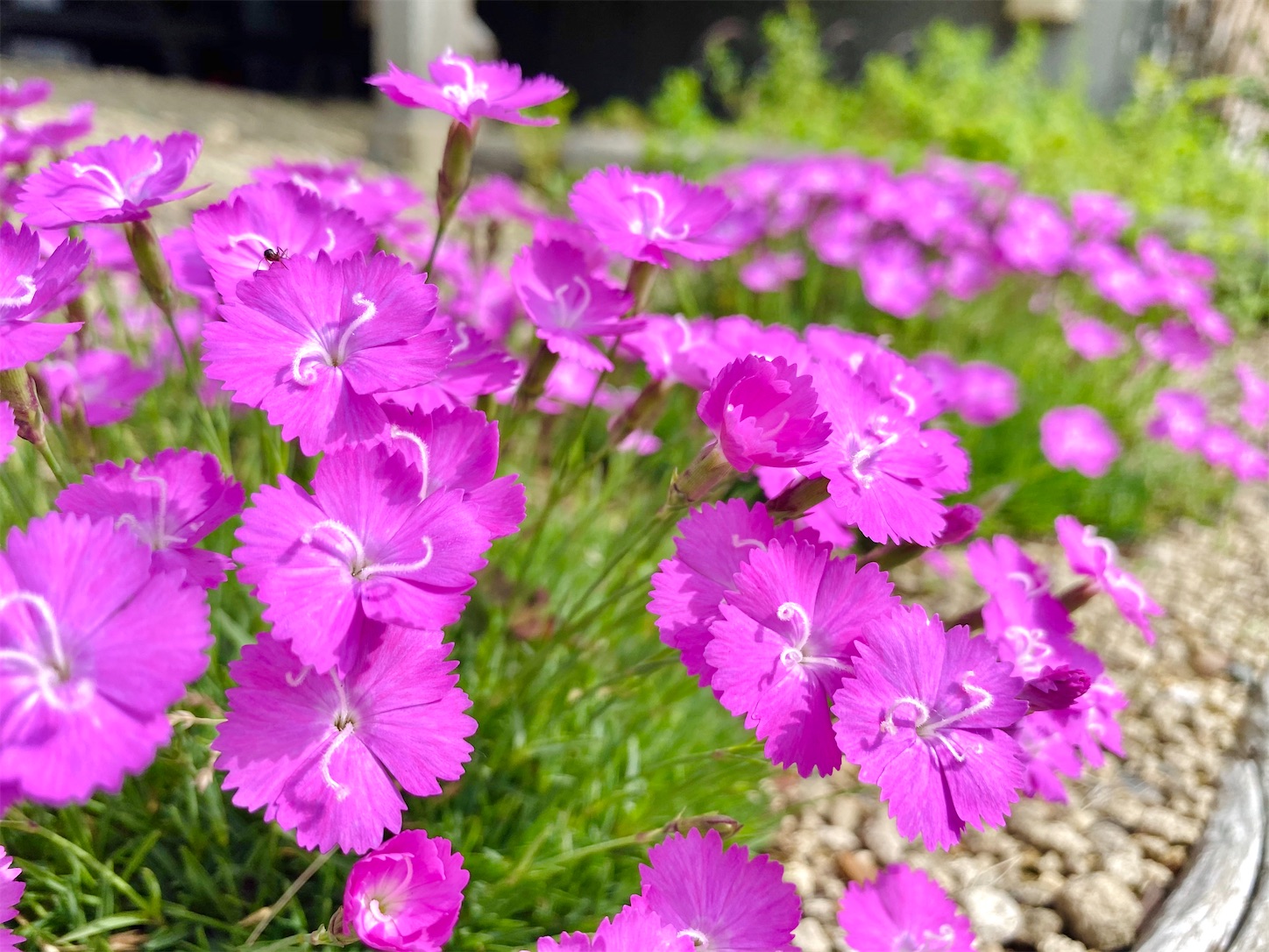 f:id:futabacoffee:20200710081719j:image