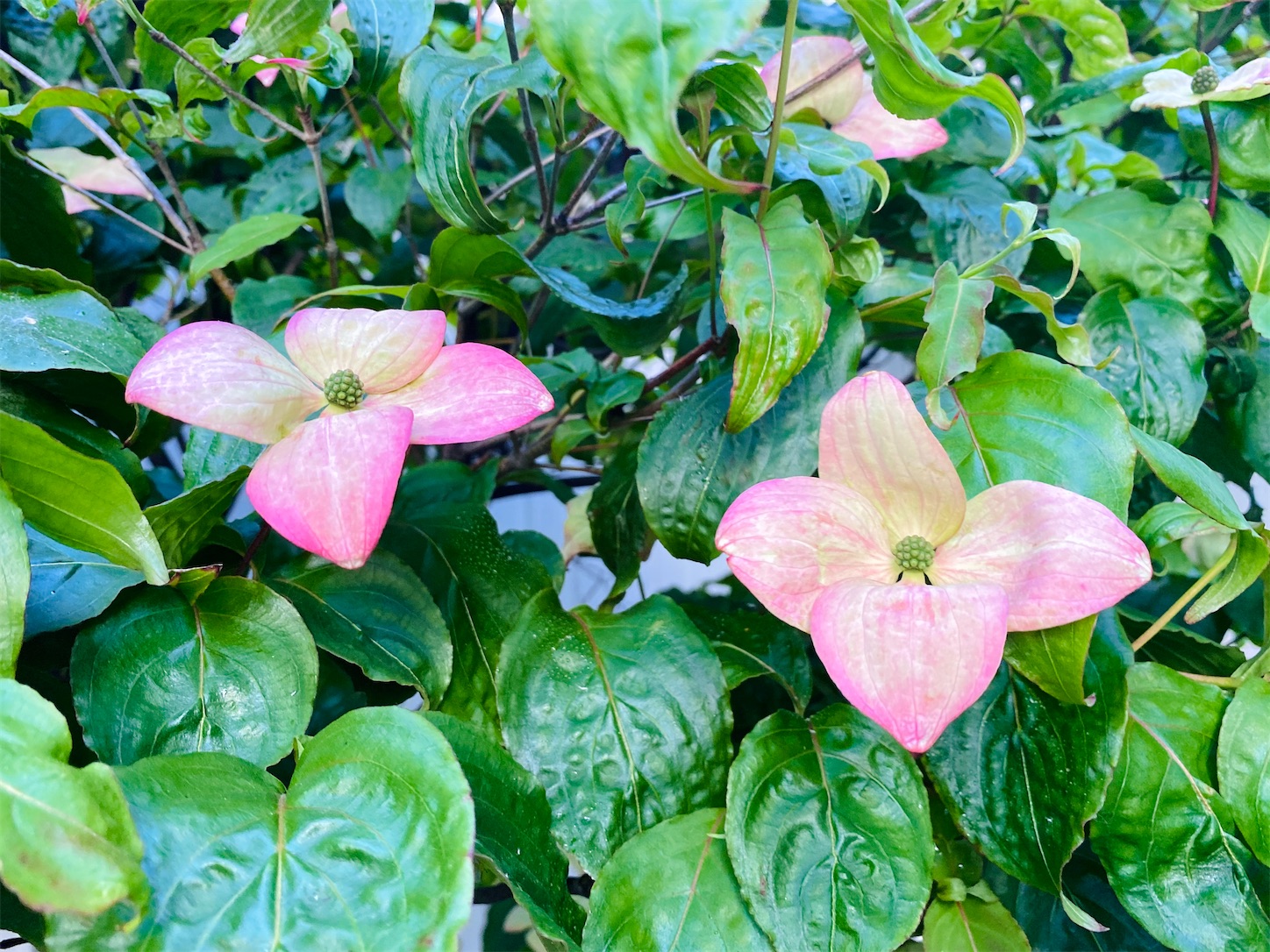 f:id:futabacoffee:20200710081748j:image