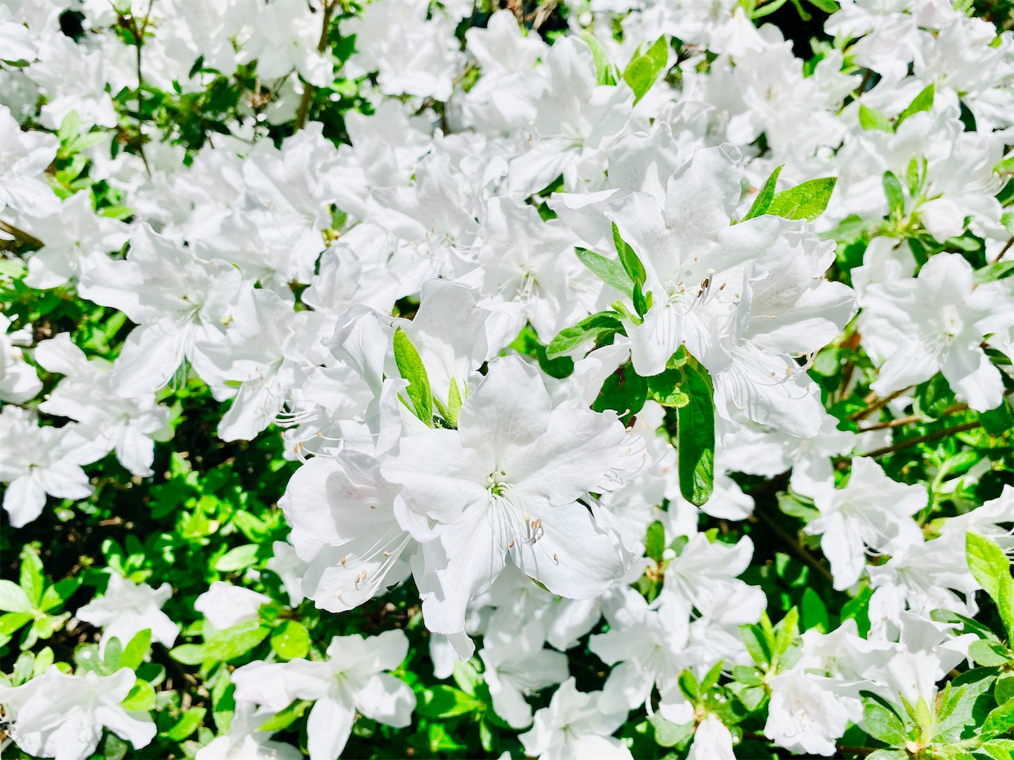 f:id:futabacoffee:20200710083117j:image