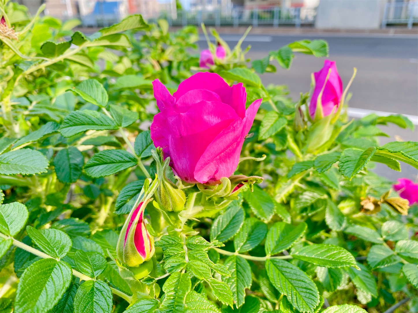 f:id:futabacoffee:20200710083210j:image