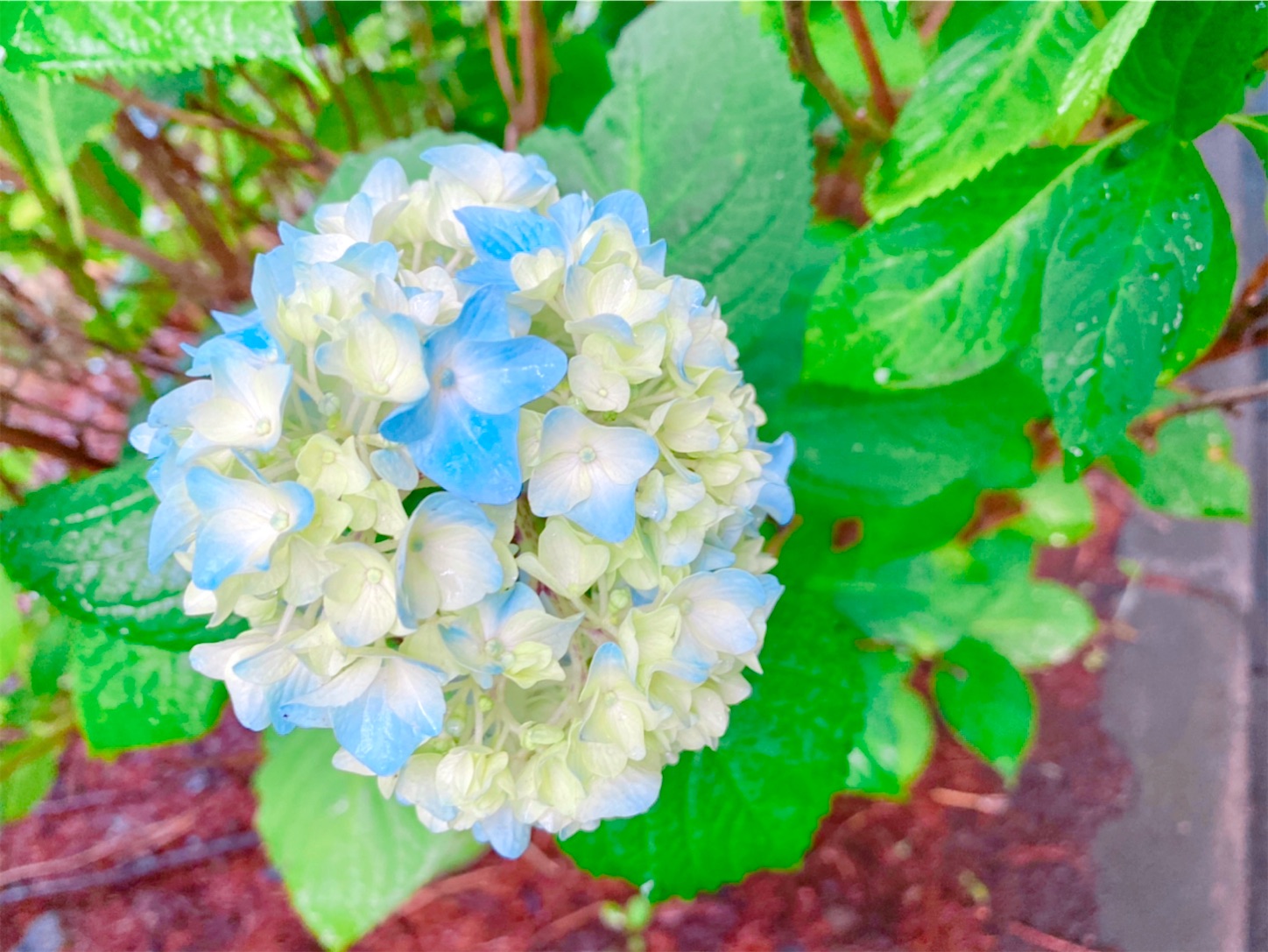 f:id:futabacoffee:20200710170205j:image