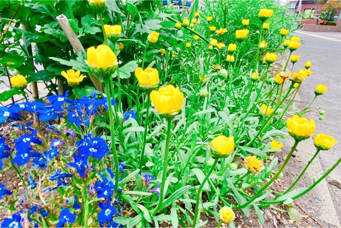 f:id:futabacoffee:20200710173624j:image