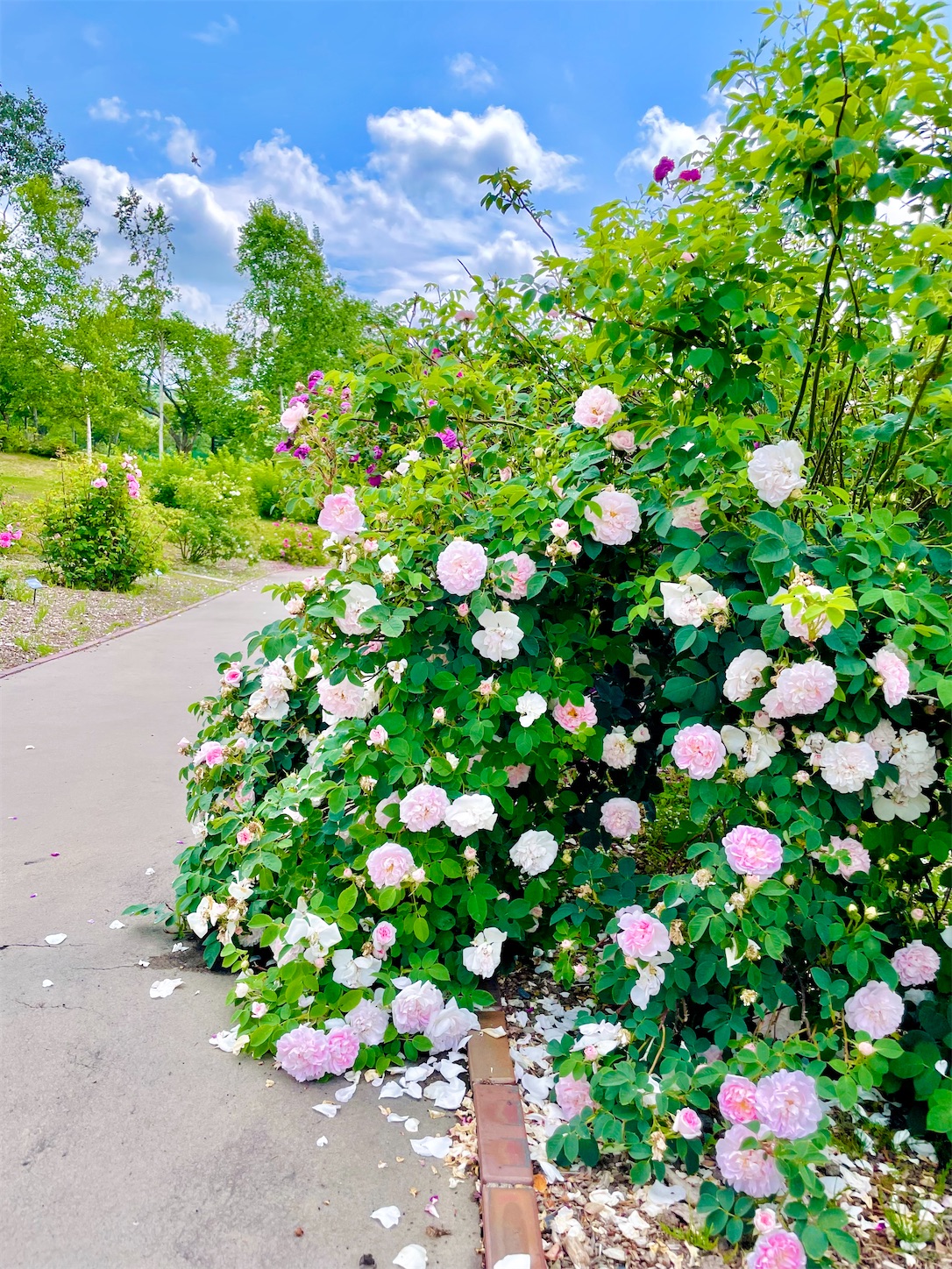 f:id:futabacoffee:20210704173129j:image