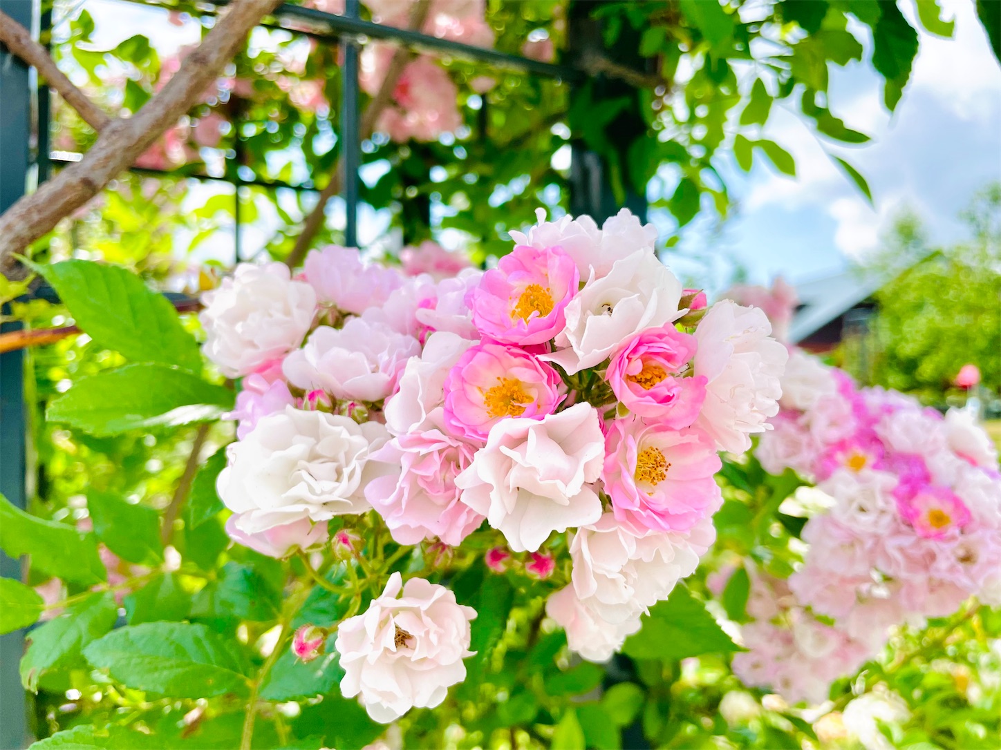 f:id:futabacoffee:20210704173232j:image