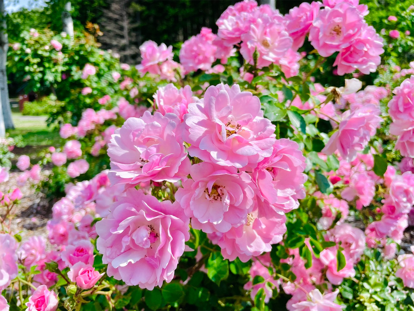 f:id:futabacoffee:20210706065455j:image