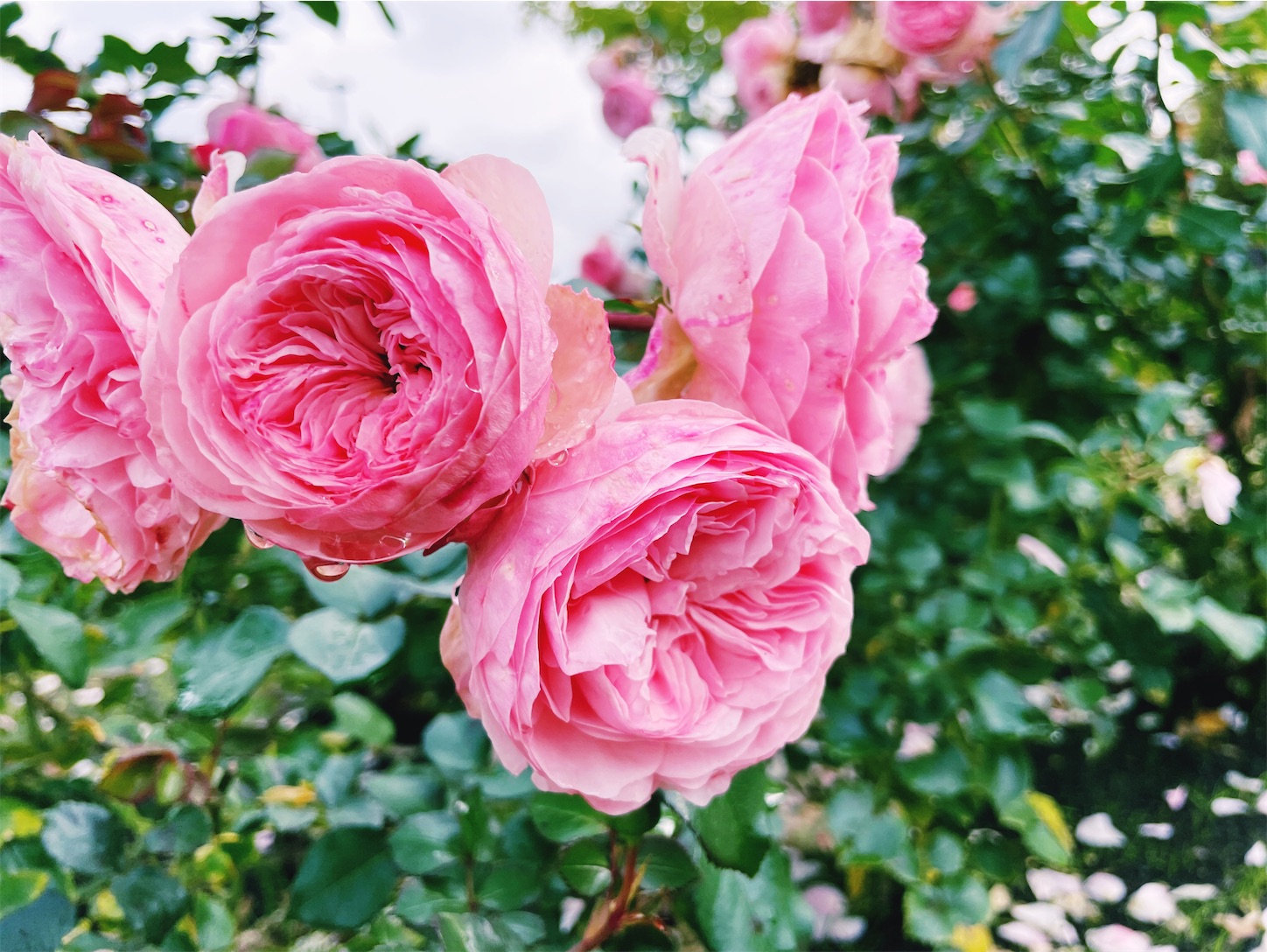 f:id:futabacoffee:20211023091359j:image