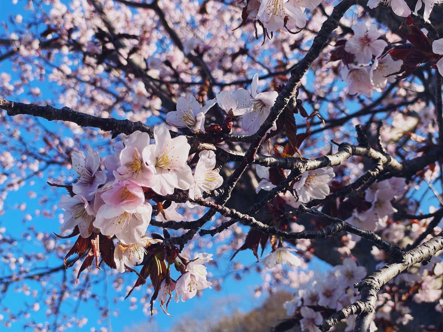 f:id:futabacoffee:20220501203958j:image