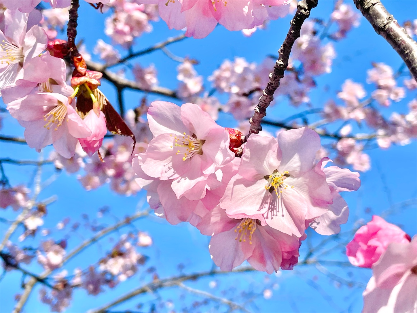 f:id:futabacoffee:20220501205126j:image