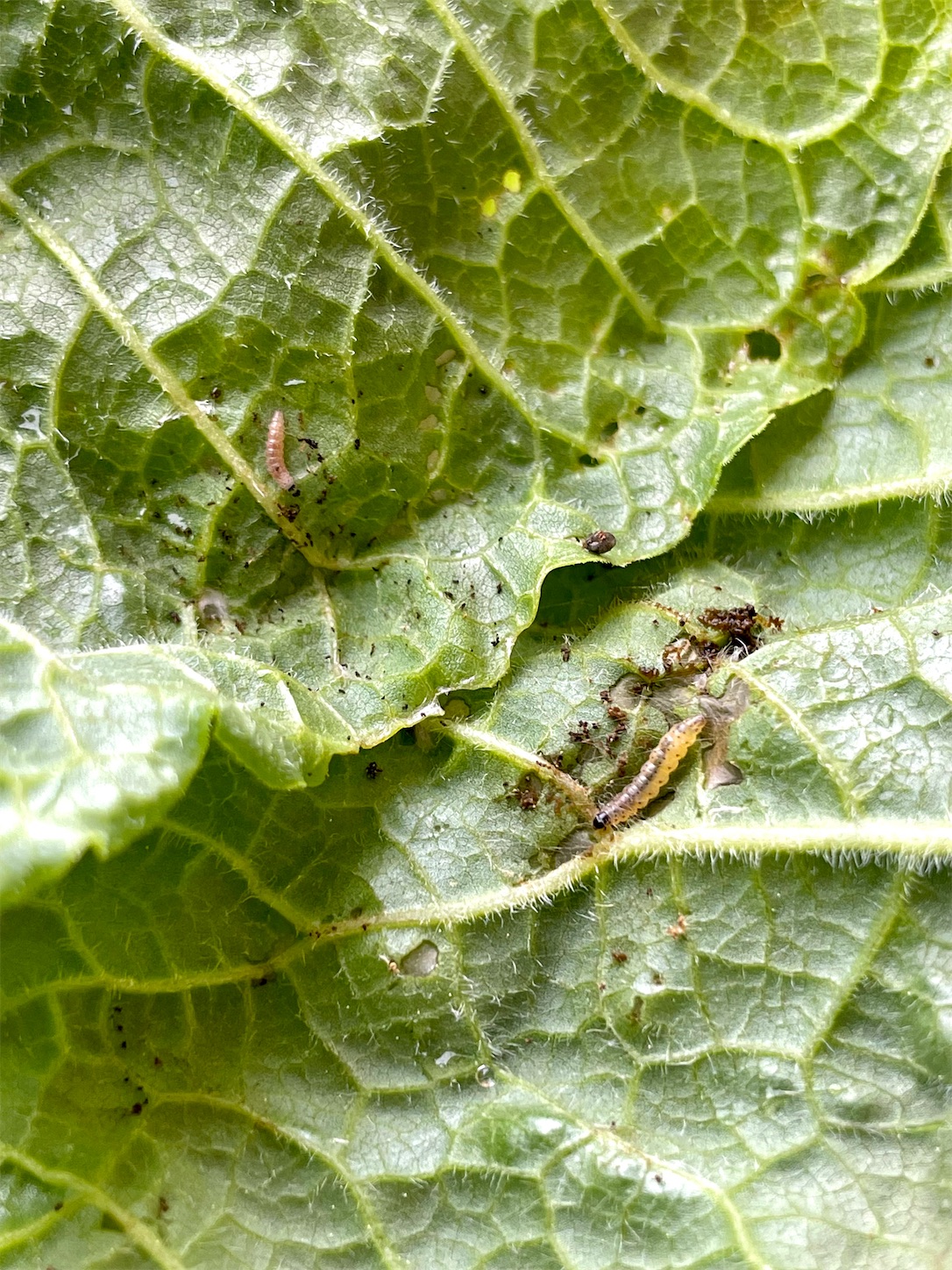 f:id:futabacoffee:20220516115124j:image