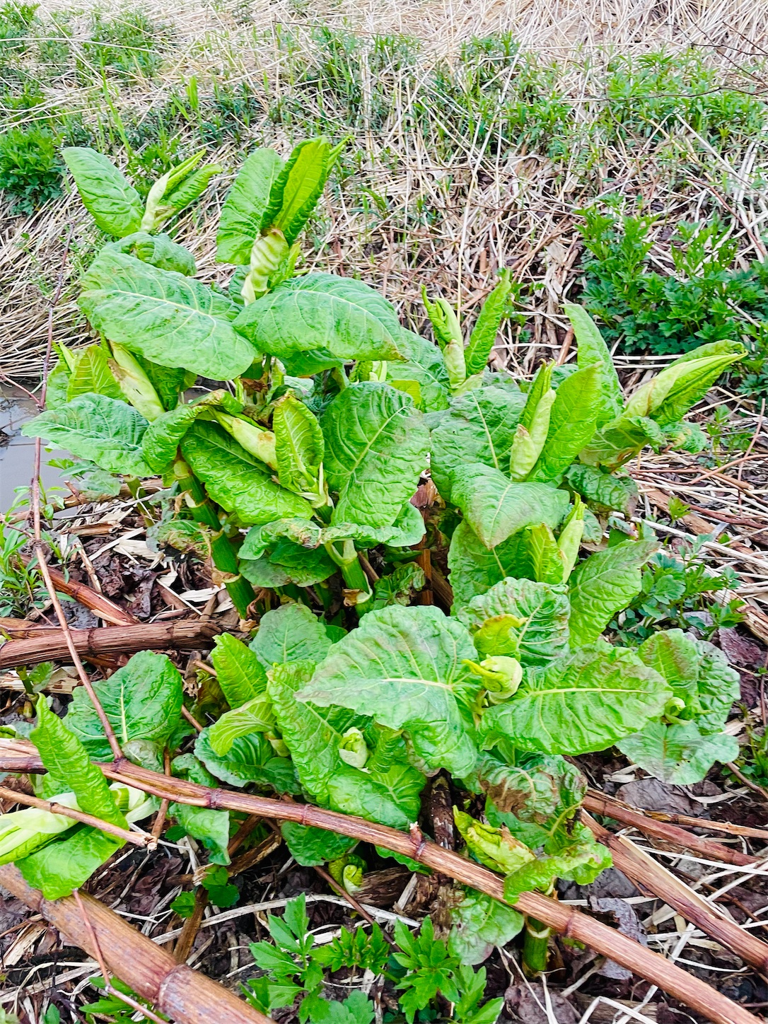 f:id:futabacoffee:20220516122902j:image