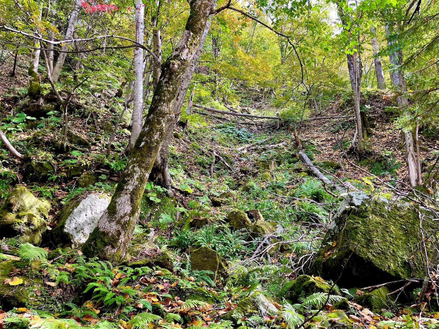 f:id:futabacoffee:20221009102119j:image