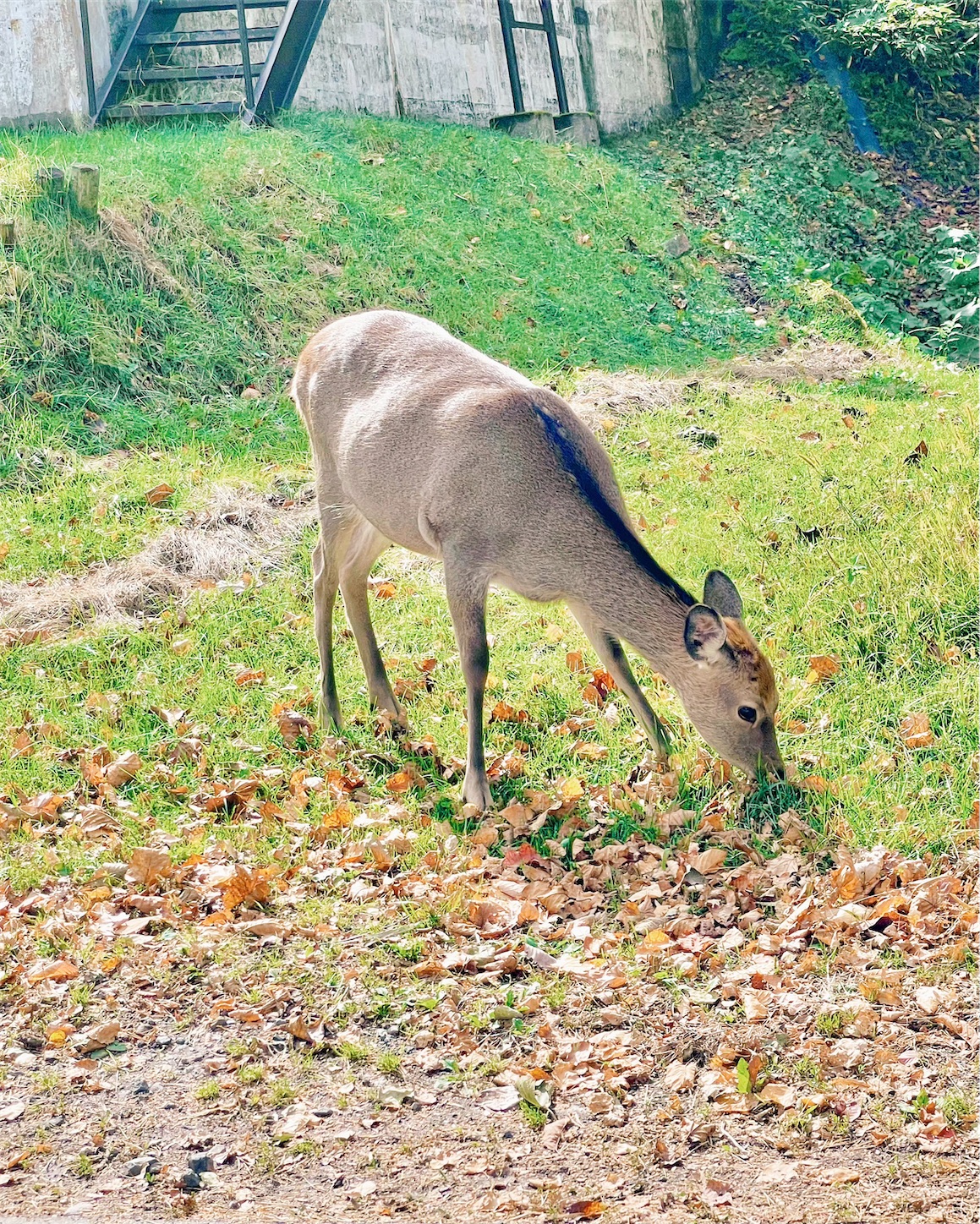 f:id:futabacoffee:20221009102155j:image