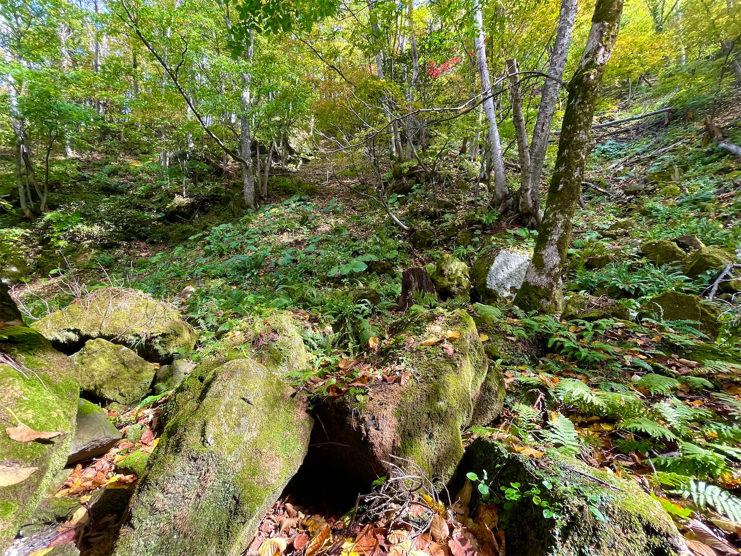 f:id:futabacoffee:20221009102315j:image