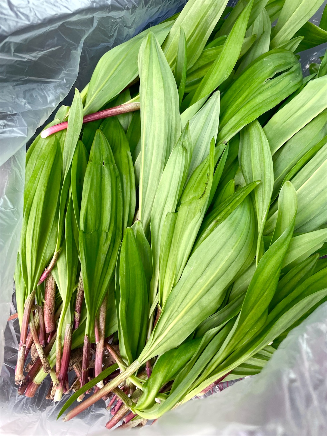 f:id:futabacoffee:20230417154118j:image