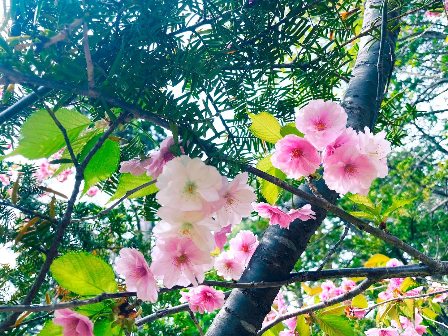 f:id:futabacoffee:20230508102048j:image