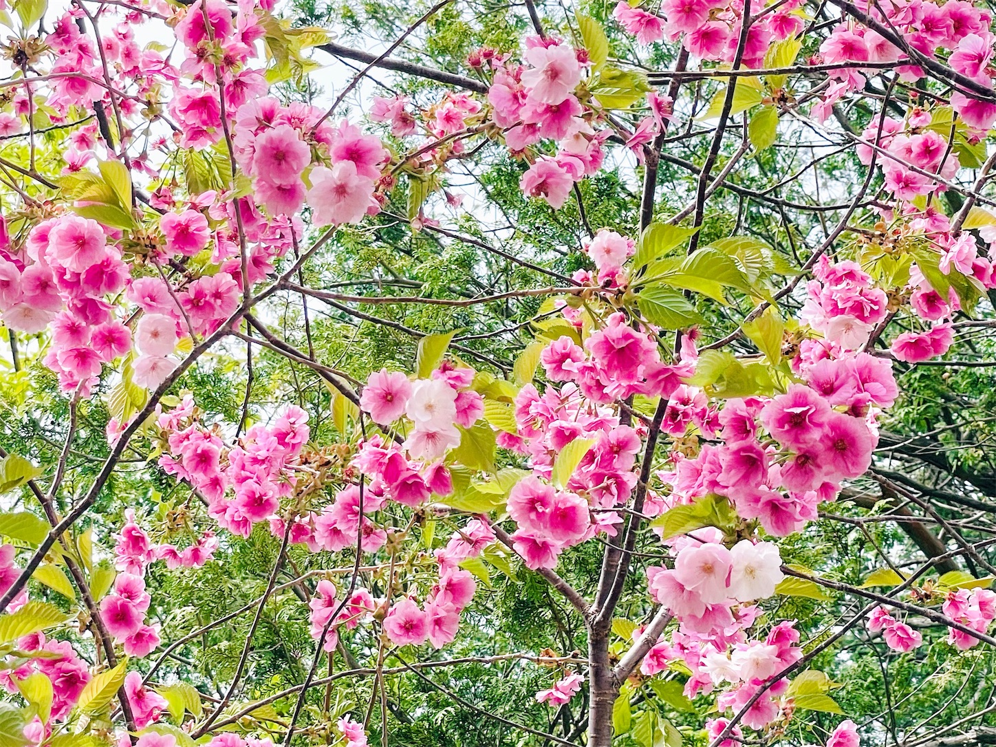 f:id:futabacoffee:20230508102056j:image