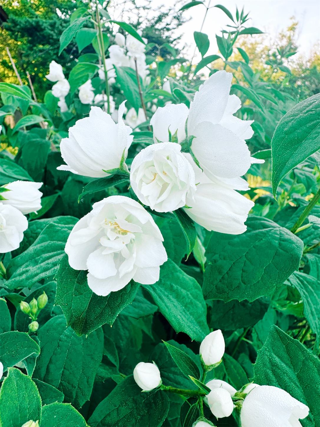 f:id:futabacoffee:20230622075448j:image