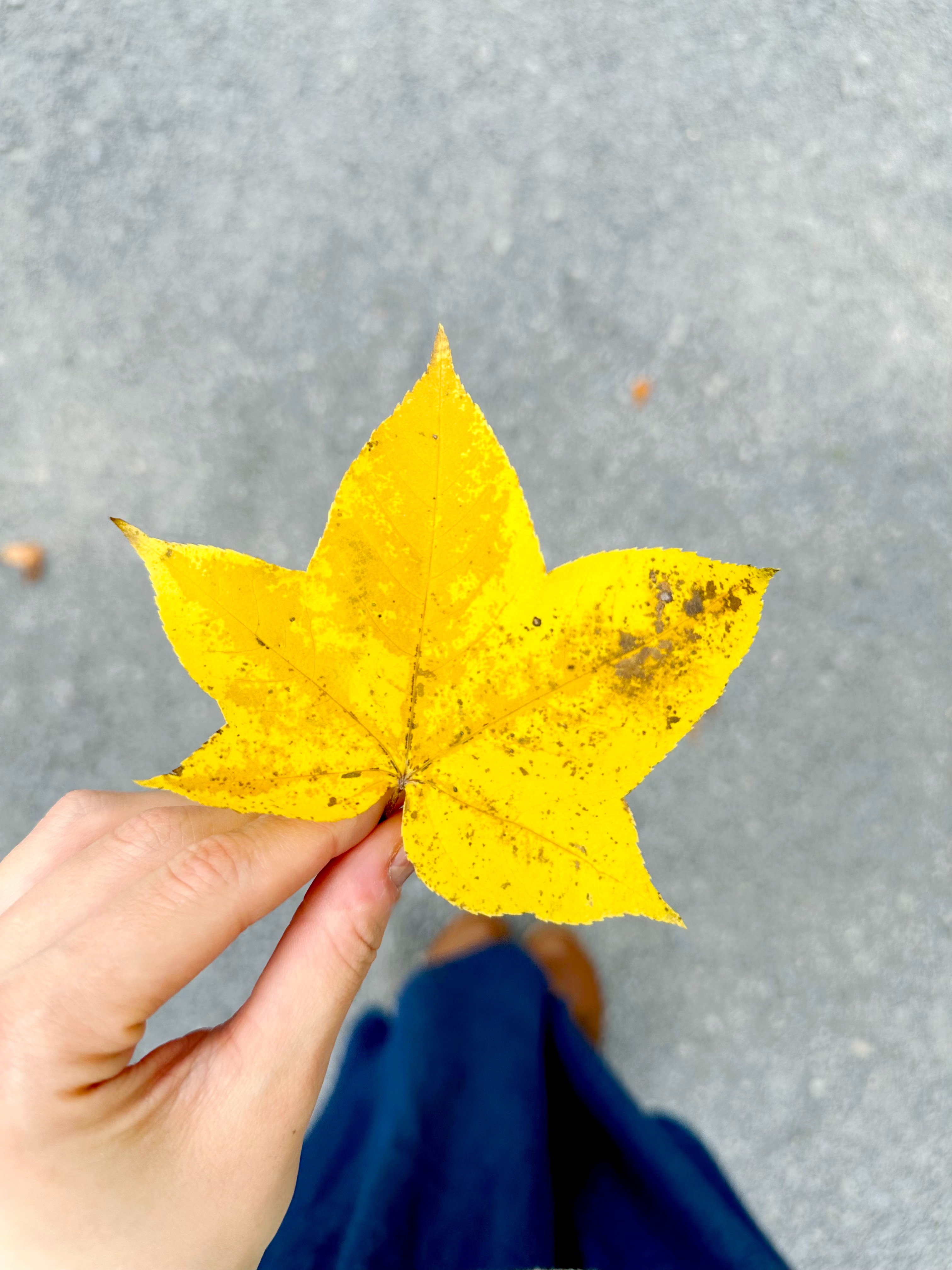 f:id:futabacoffee:20231016081631j:image