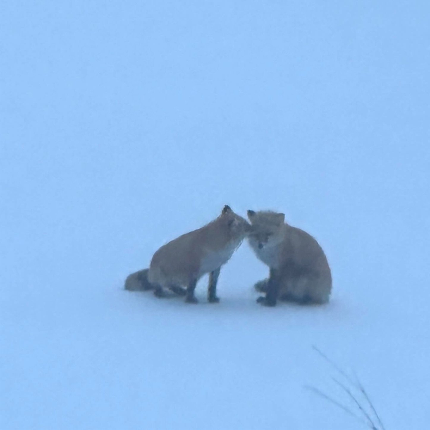 f:id:futabacoffee:20240317095419j:image