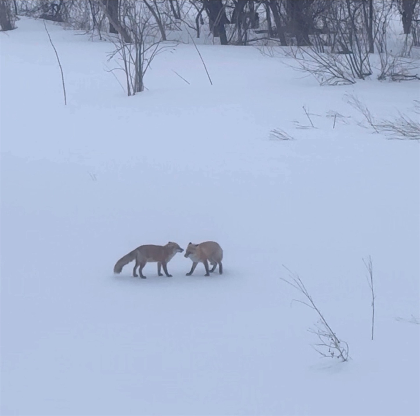 f:id:futabacoffee:20240317095422j:image