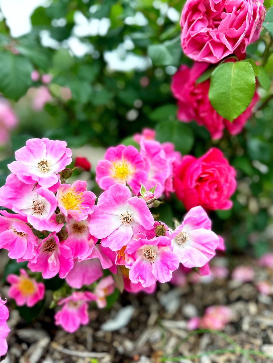 f:id:futabacoffee:20240703154601j:image