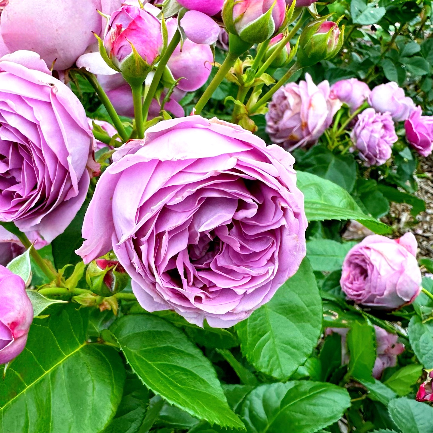 f:id:futabacoffee:20240703154636j:image