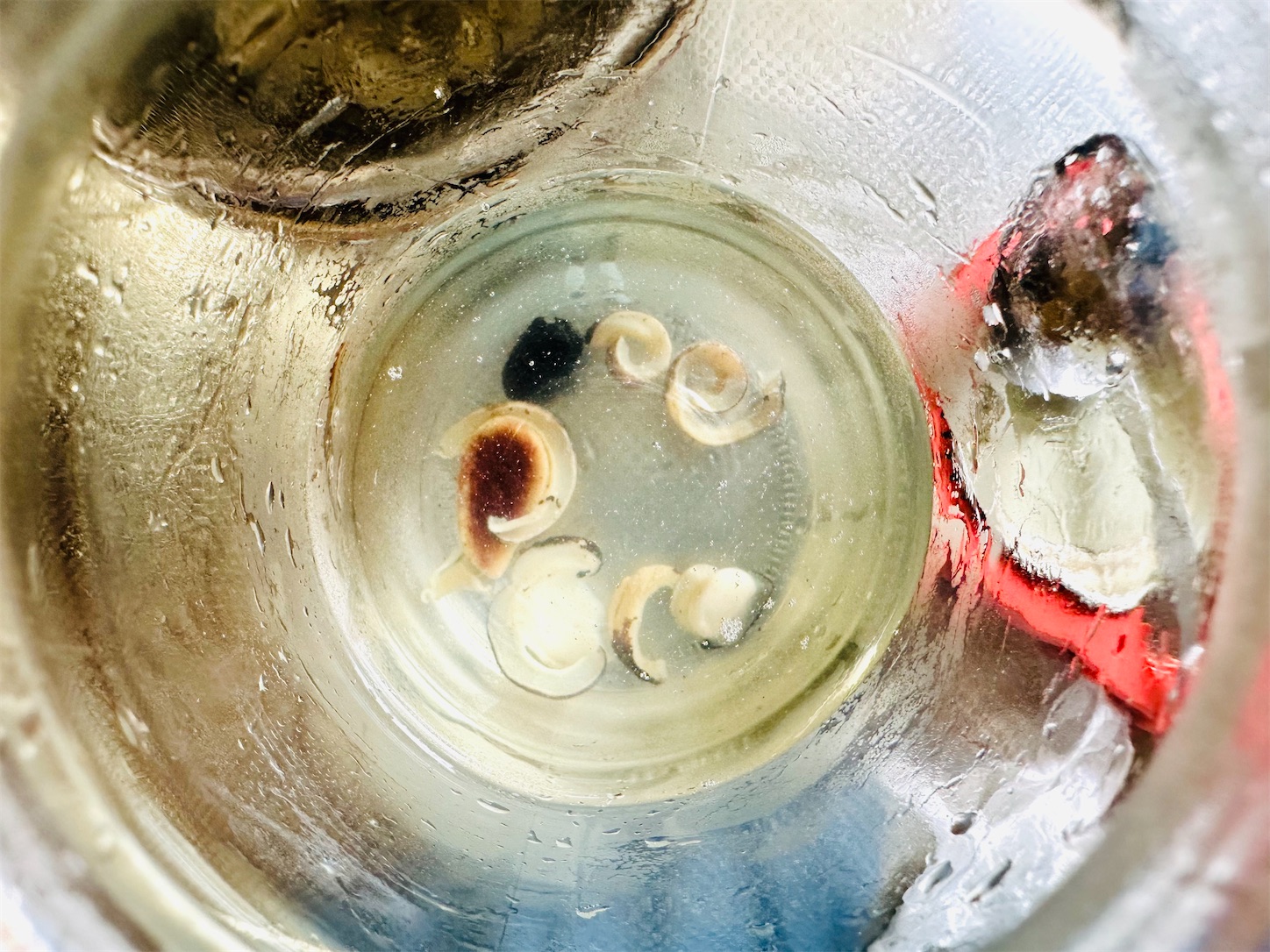 f:id:futabacoffee:20240904152115j:image