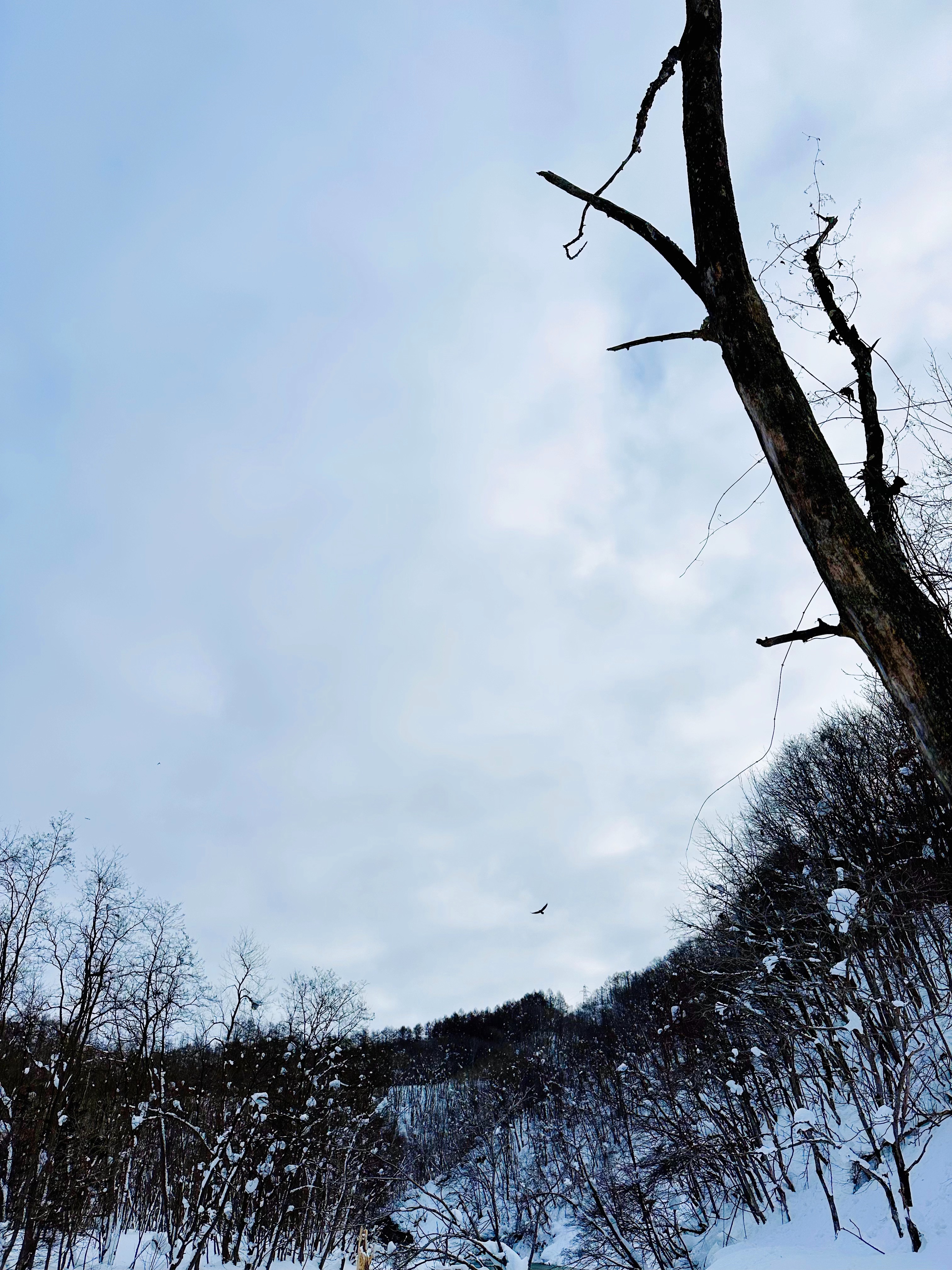 f:id:futabacoffee:20250115134039j:image