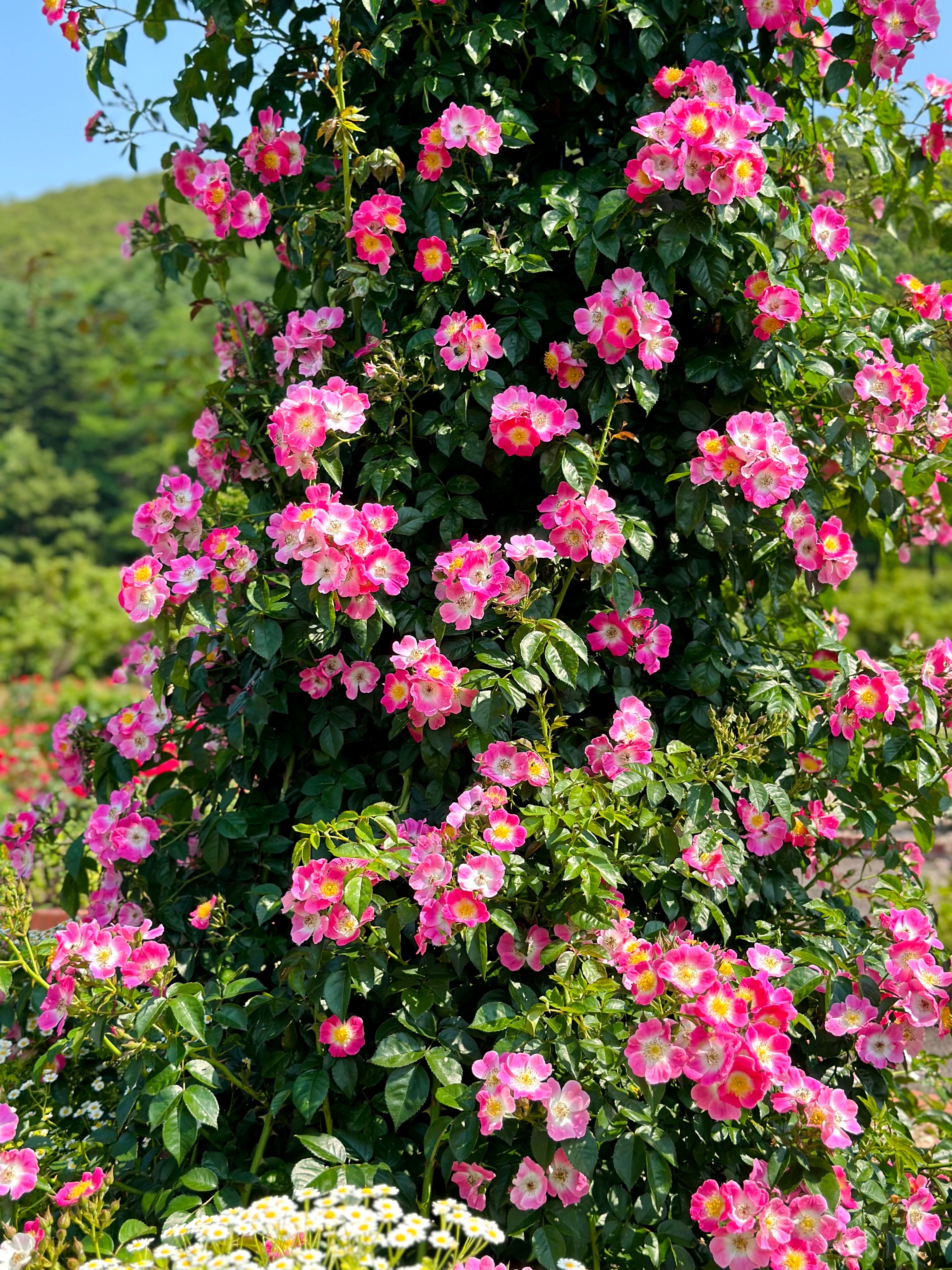 f:id:futabacoffee:20250703070501j:image