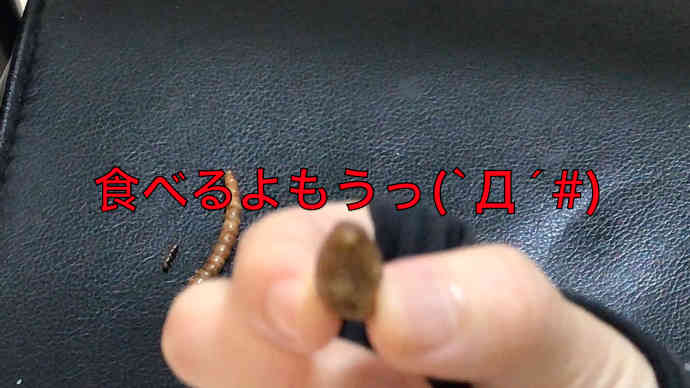 動画紹介画像04