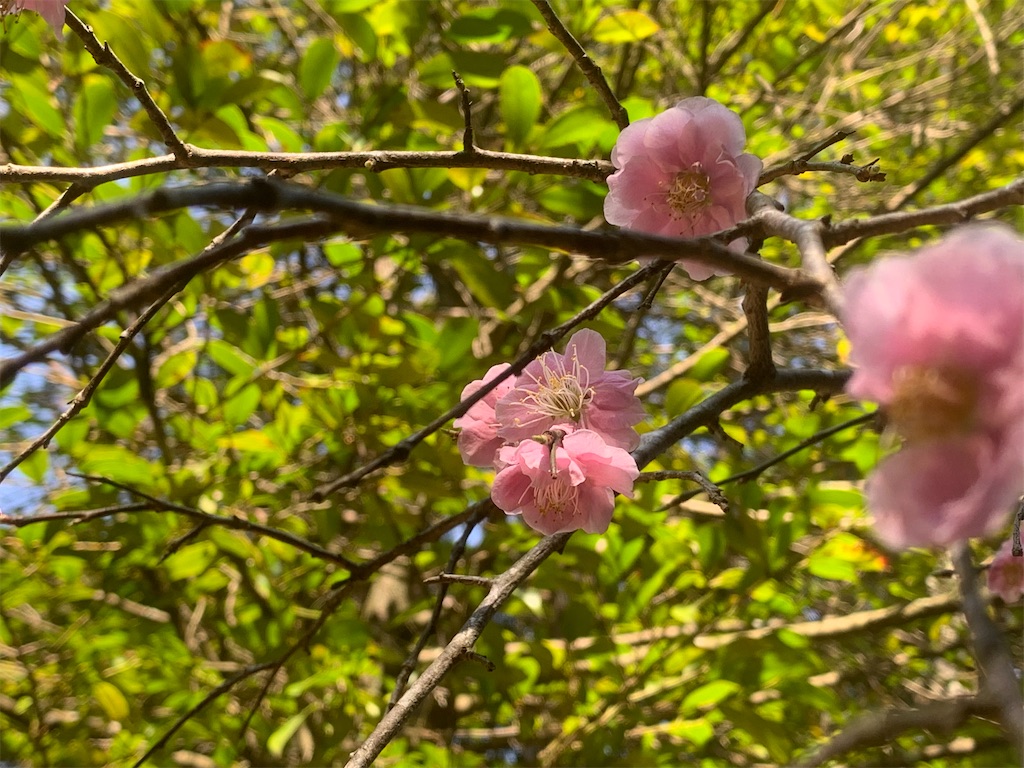 f:id:futagoya3:20250322230524j:image