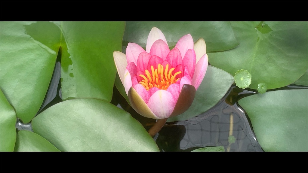 f:id:futagoya3:20250531160458j:image f:id:futagoya3:20250531160458j:image