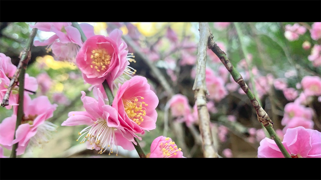 f:id:futagoya3:20260228175146j:image f:id:futagoya3:20260228175146j:image