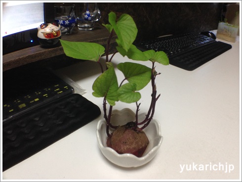 f:id:futarigurashi:20171103172816j:plain