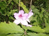 f:id:futarinoyama:20120604080645j:image:w360 f:id:futarinoyama:20120604080645j:image:w360