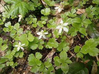 f:id:futarinoyama:20120715204703j:image:w360:left f:id:futarinoyama:20120715204703j:image:w360:left