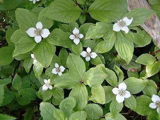 f:id:futarinoyama:20120715204800j:image:w360:left f:id:futarinoyama:20120715204800j:image:w360:left